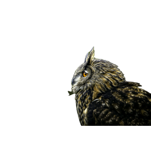 A Close Up Of An Owl With A Blurry Background