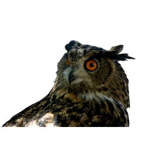 A Close Up Of An Owl With A Brick Wall In The Background