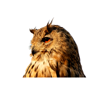 A Close Up Of An Owl With A Sky Background