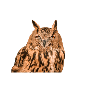 A Close Up Of An Owl With Orange Eyes