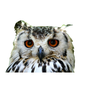 A Close Up Of An Owl With Orange Eyes
