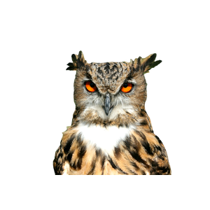 A Close Up Of An Owl With Orange Eyes