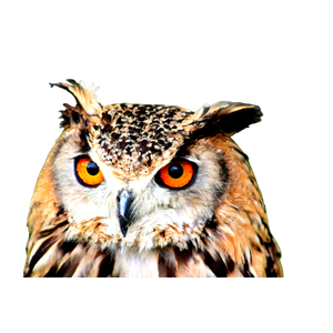 A Close Up Of An Owl With Orange Eyes