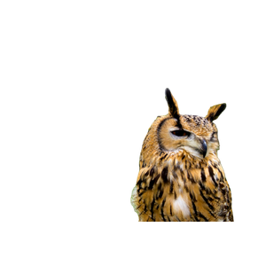 A Close Up Of An Owl With Trees In The Background