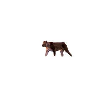 A Cougat In A Fenced In Area Next To A Tree – cat PNG with transparent background