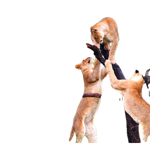 Related cat image: A Couple Of Animals That Are Standing In A Tree
