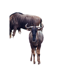 A Couple Of Buffalo In A Field – cat PNG with transparent background