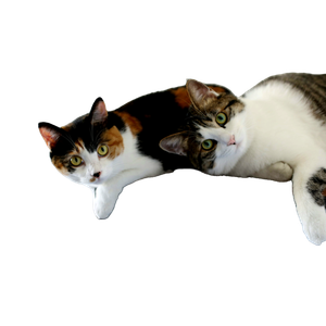 A Couple Of Cats Laying On Top Of A Shelf - Cat PNG image with transparent background