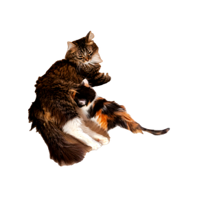 Related cat image: A Couple Of Cats Laying On Top Of A Wooden Floor