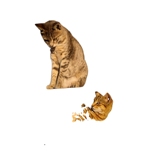 Related cat image: A Couple Of Cats That Are Sitting In A Box