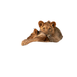 Related cat image: A Couple Of Lions Are Sitting In A Tree