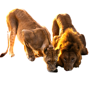Related cat image: A Couple Of Lions Drinking Water From A Pond 1