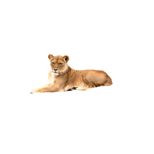 A Couple Of Lions Laying On Top Of A Log – cat PNG with transparent background