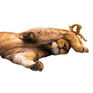A Couple Of Lions Laying On Top Of A Lush Green Field – cat PNG with transparent background
