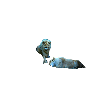 A Couple Of Lions Laying On Top Of A Pile Of Hay – cat PNG with transparent background