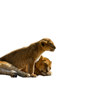 A Couple Of Lions Laying On Top Of A Rock – cat PNG with transparent background