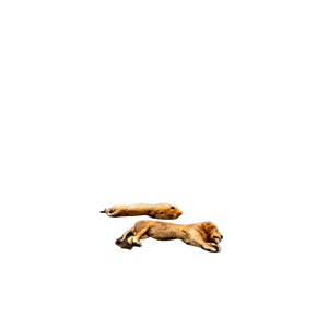 A Couple Of Lions Laying On Top Of A Sandy Beach – cat PNG with transparent background