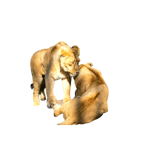 Related cat image: A Couple Of Lions Sitting On Top Of A Rock 1