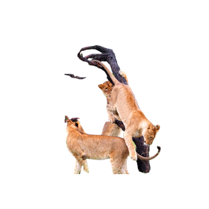 A Couple Of Lions Standing On Top Of A Tree – cat PNG with transparent background