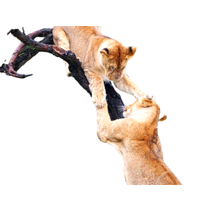 Related cat image: A Couple Of Lions Standing On Top Of A Tree 2