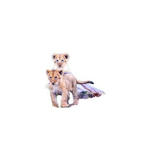 A Couple Of Small Lions Standing Next To Each Other – cat PNG with transparent background