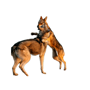 A Couple Of Wolves – cat PNG with transparent background