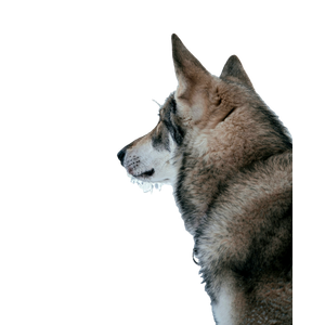 Related cat image: A Couple Of Wolves Howling