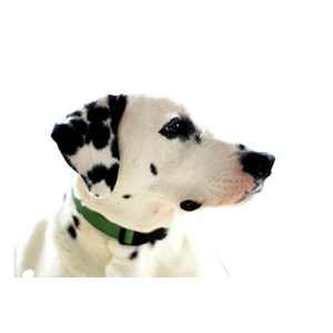 A Dalmatian Dog Is Sitting On A Bed