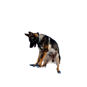 A Dog Jumping In The Air In The Snow – cat PNG with transparent background