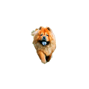 A Dog Running Through Grass – cat PNG with transparent background
