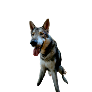 A Dog Sitting In The Woods – cat PNG with transparent background
