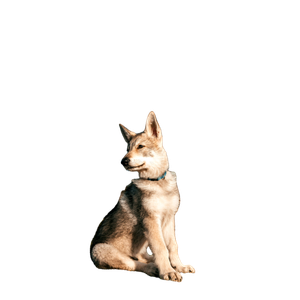 A Dog Sitting On Grass – cat PNG with transparent background