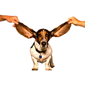 A Dog Sitting On Top Of A Black Table – cat PNG with transparent background