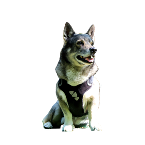 A Dog Sitting On Top Of A Wooden Crate – cat PNG with transparent background