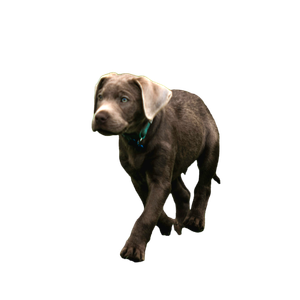 A Dog Standing In A Field Of Grass – cat PNG with transparent background