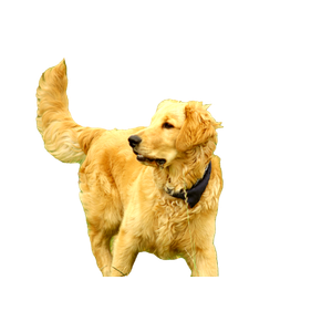 A Dog Standing In A Grassy Area – cat PNG with transparent background