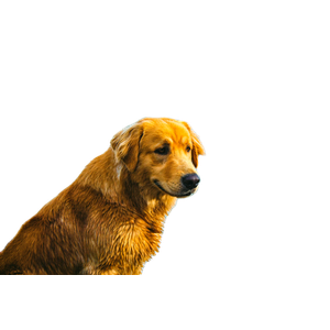 A Dog Standing On A Beach – cat PNG with transparent background