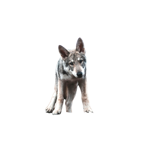 A Dog Standing On A Black Object – cat PNG with transparent background
