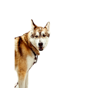 A Dog Standing On A Deck – cat PNG with transparent background