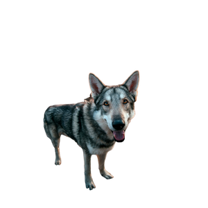 A Dog Standing On A Rocky Hillside