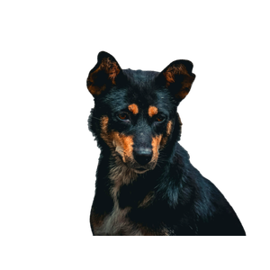 A Dog Standing On A Rocky Surface