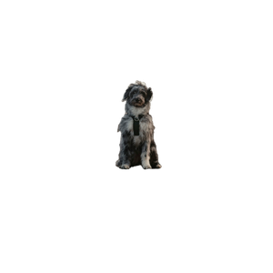 A Dog That Is Sitting Down In The Sand – cat PNG with transparent background