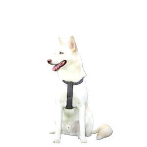 A Dog Wearing A Tie – cat PNG with transparent background