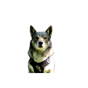 A Dog Wearing A Vest In Front Of Flowers – cat PNG with transparent background