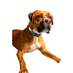 A Dog With A Blue Collar – cat PNG with transparent background