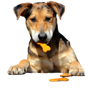 A Dog With A Bone In Its Mouth – cat PNG with transparent background