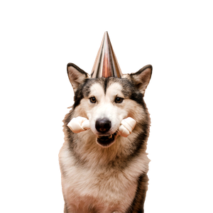 A Dog With A Party Hat On Its Head – cat PNG with transparent background