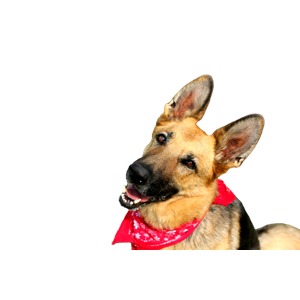A Dog With A Red Bandanna Around Its Neck – cat PNG with transparent background