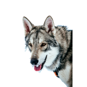 A Dog With Its Tongue Out – cat PNG with transparent background