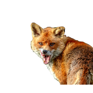 A Fox With Its Mouth Open